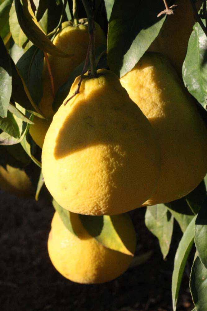              Fruit (Riverside, CA)       